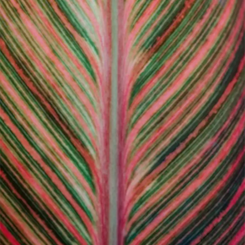 Feuille relatif à l'hypnose